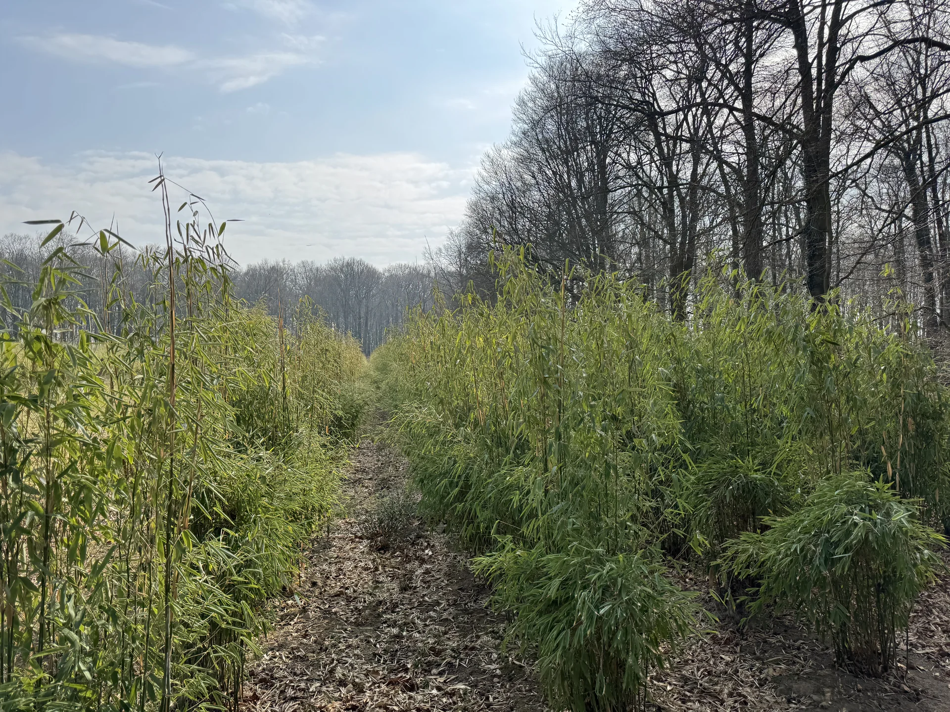 Bambus – Sichtschutz