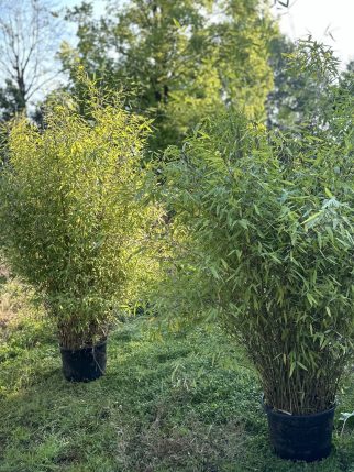 24-08-28 08-40-39 0462